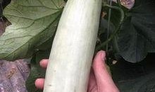 有吃瓜视频的网红吗,揭秘有吃瓜视频的神秘网红